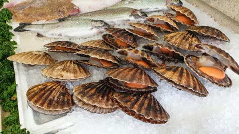 Many scallops displayed on ice.