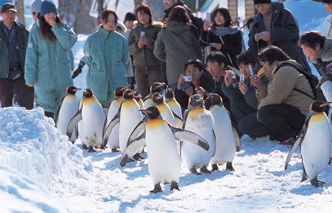 King penguins walking in single file on snow, watched by people.