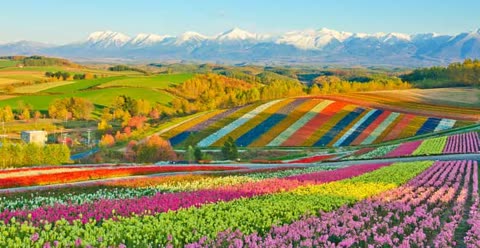 Striped flower fields stretch across rolling hills, with snow-capped mountains in the background.