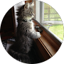 Gray kitten stands by window, paws on sill.